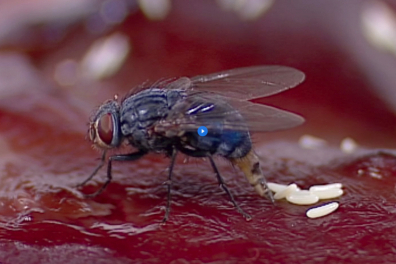La reproduction d’un insecte - la Mouche - extrait